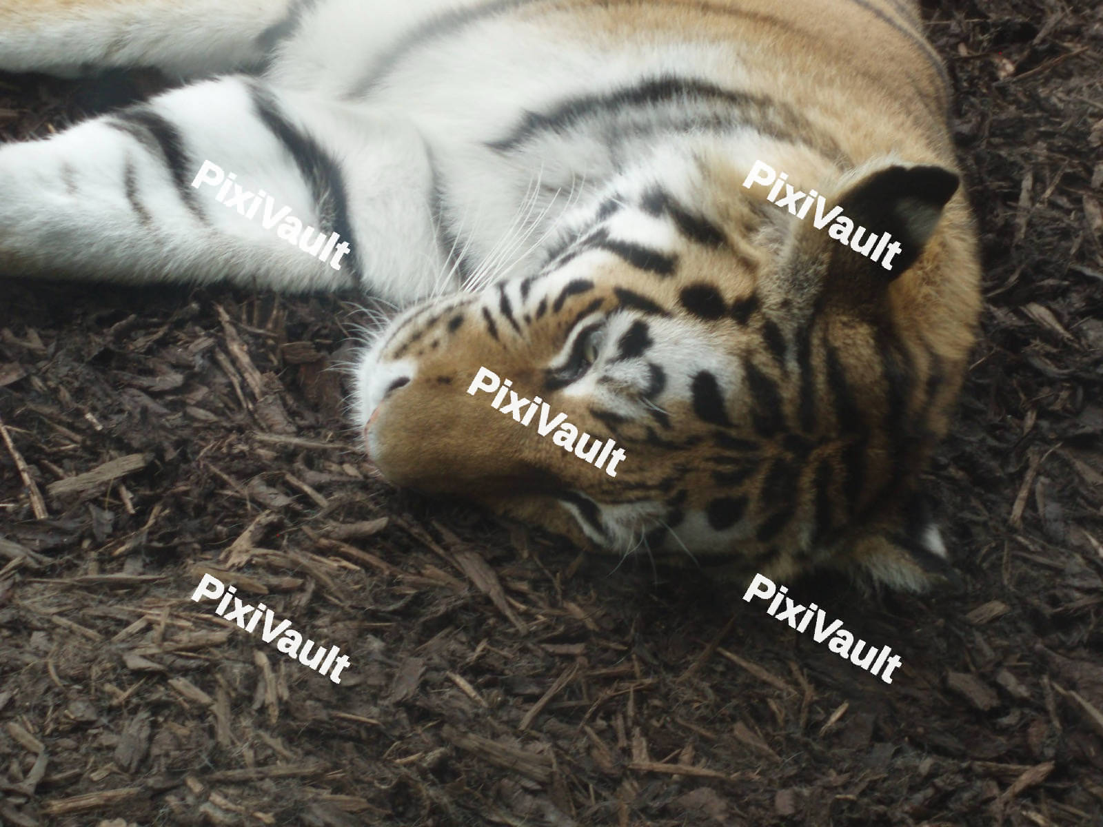 Relaxed Tiger